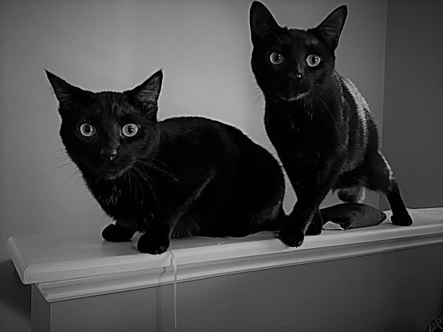 Jack and Jeter Black cats