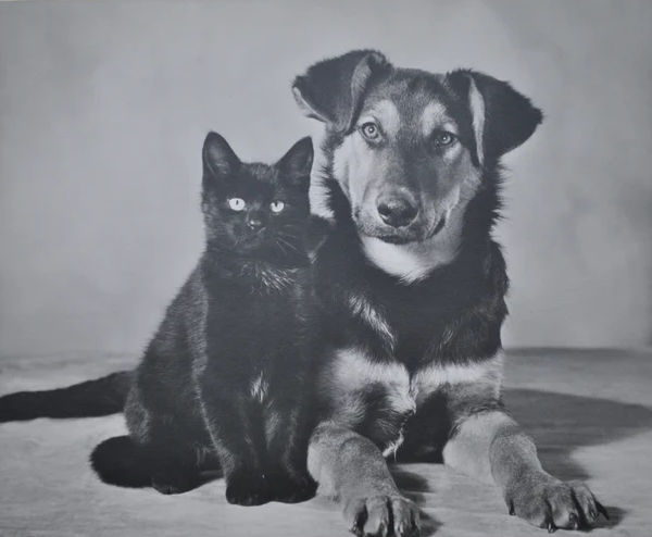 Vintage dog and cat