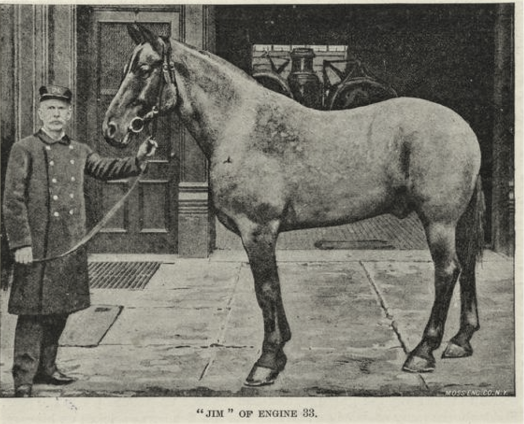 Jim, fire horse of Engine 33, New York Public Library