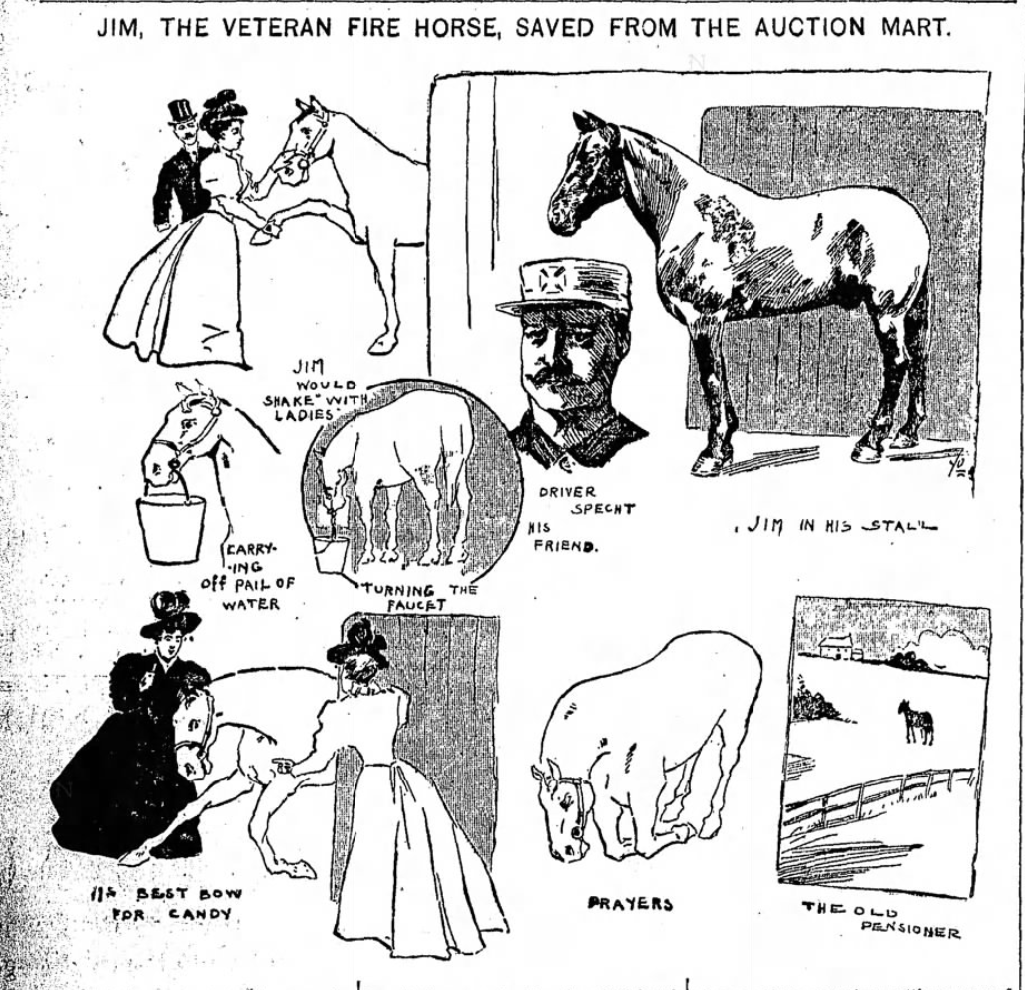 Jim, veteran fire horse, Engine 33. New York World, November 20, 1897