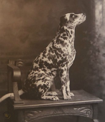 Vintage photo fire dog