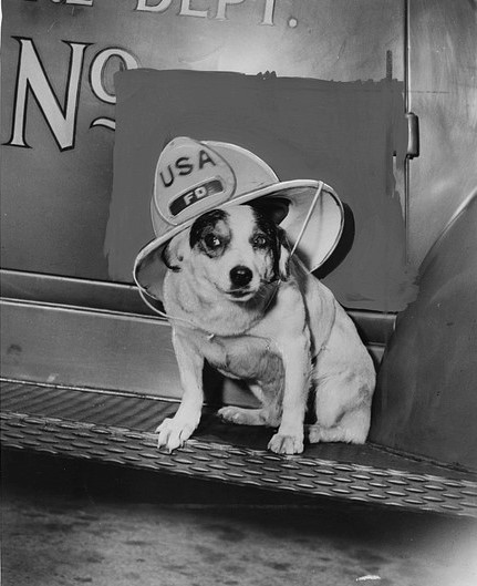 Butch, mascot of Fort Hamilton Fire Department. Brooklyn Public Library Digital Collections