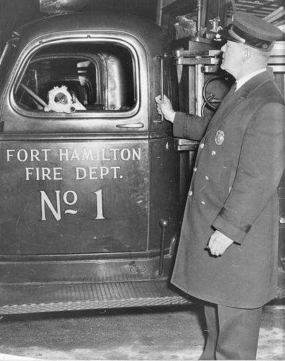 Butch and Chief Gustav R. Moje of the Fort Hamilton Fire Department. Brooklyn Public Library Digital Collections