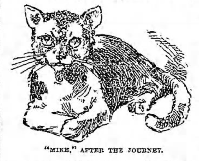 Mike, the Williamsburg Post Office cat. Brooklyn Daily Eagle, March 25, 1895.