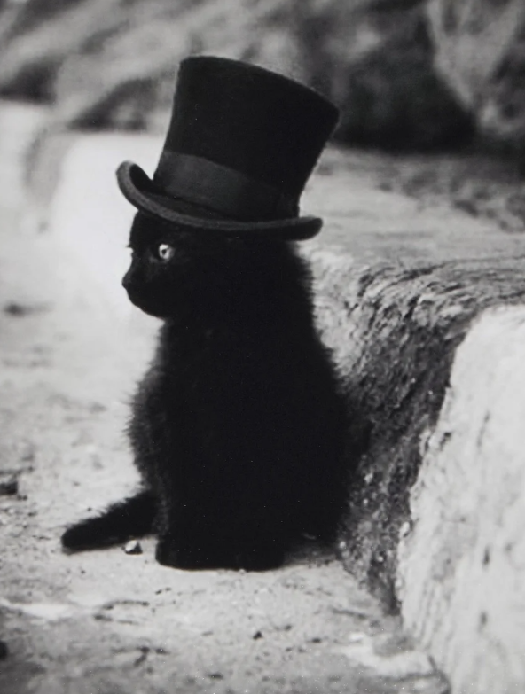 Vintage black kitten