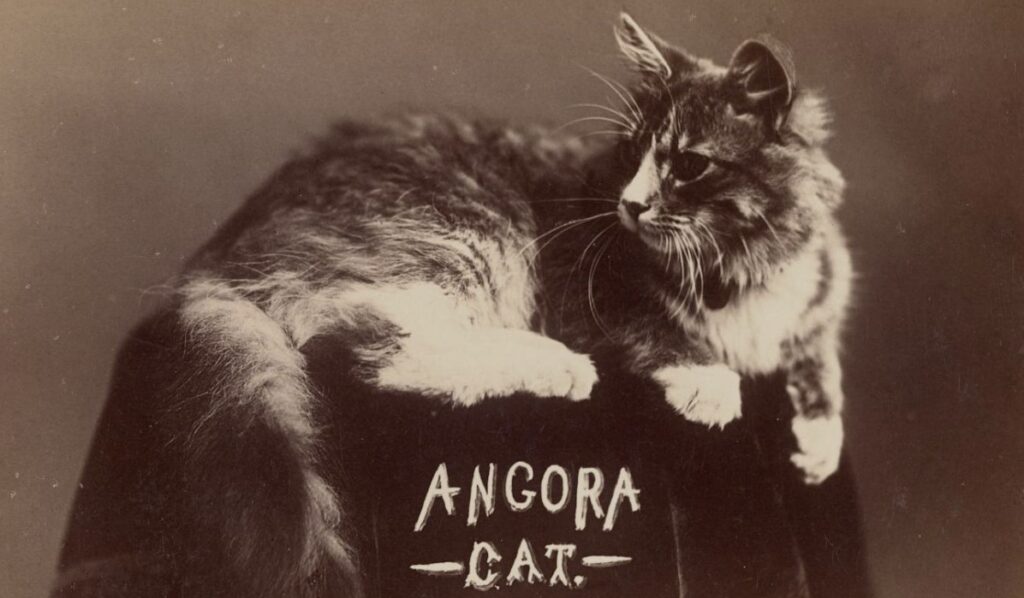 Vintage Angora Cat