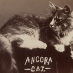 Vinage-Angora-Foxy