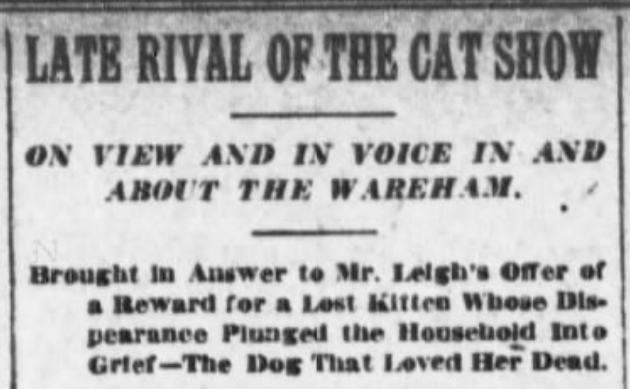 Cat missing from Wareham, New York Sun, January 7, 1907