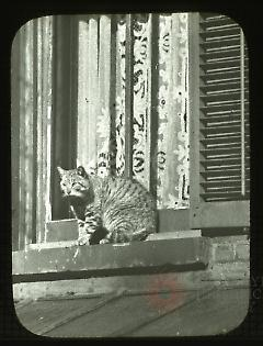 Vintage Cat for Cats About Town Walking Tours 