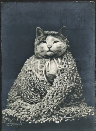 Vintage feline in queen dress