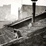 Vintages-cats-on-roof