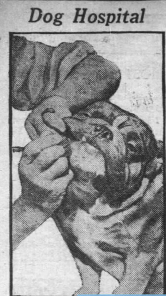 A dentist cleans Fido's teeth at the Grisdale Hotel for Dogs, 132 West 65th Street, 1920