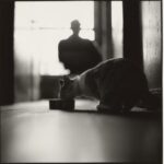 Sunshine-Hotel-Cat-2