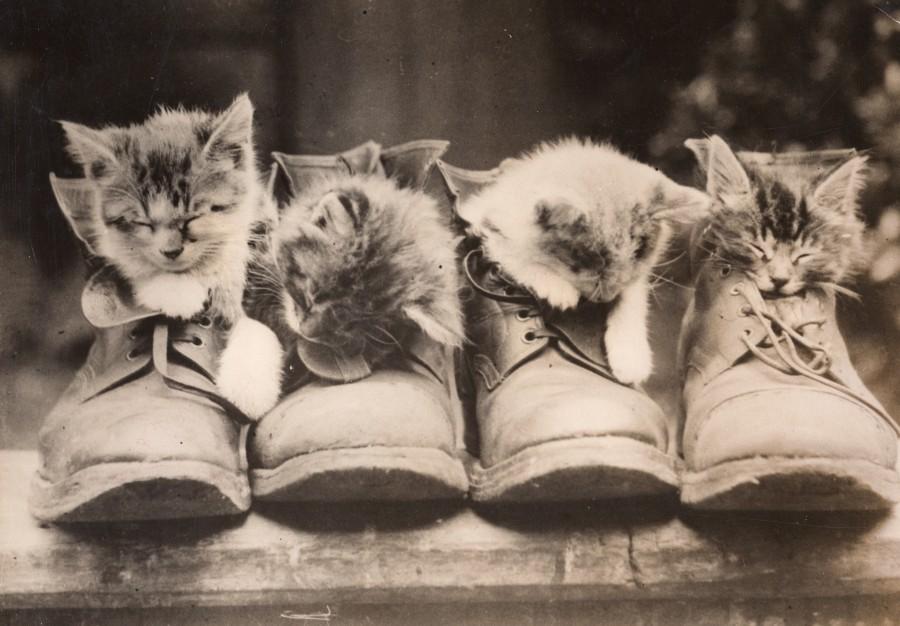 Cats on the Clock
Vintage kittens in shoes