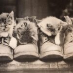 Vintage-cats-shoes