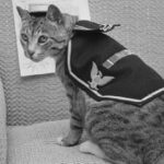 Pooli-Navy-cat-1959