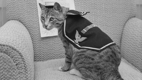 Pooli
Cats in Hats
Navy Cat, 1959