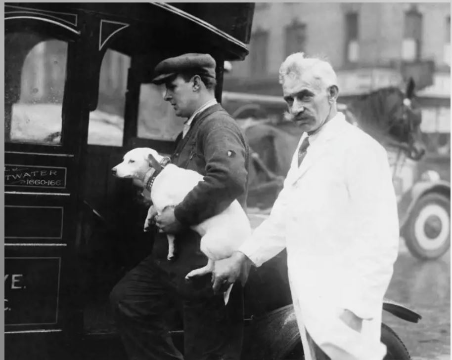 Captain Joseph Hamlisch in 1927 with his animal ambulance. 