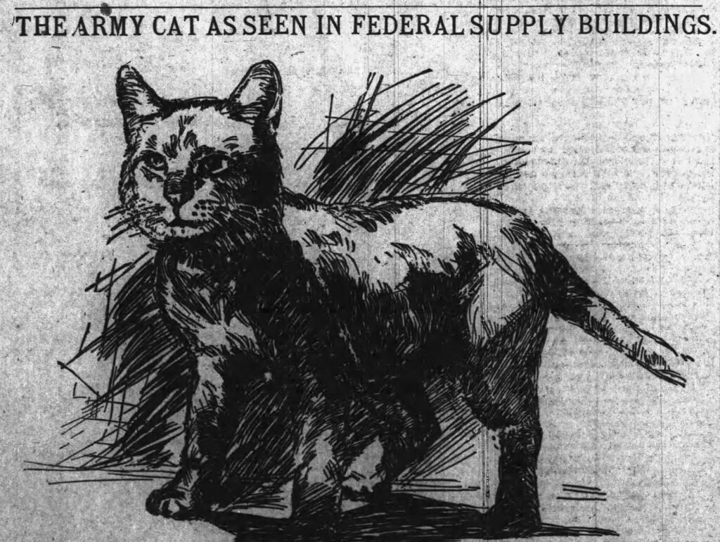 Army cat illustration, 1898
General Weyler was the oldest of Army cats in New York City.