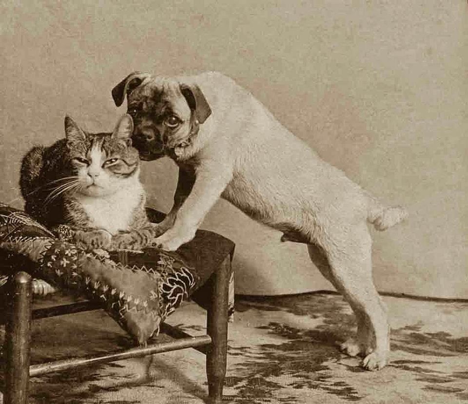 Vintage cat and pug