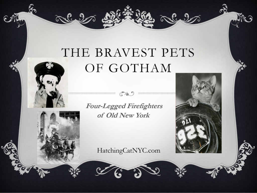 The Bravest Pets of Gotham Presentation