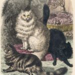 Angora Cats Color