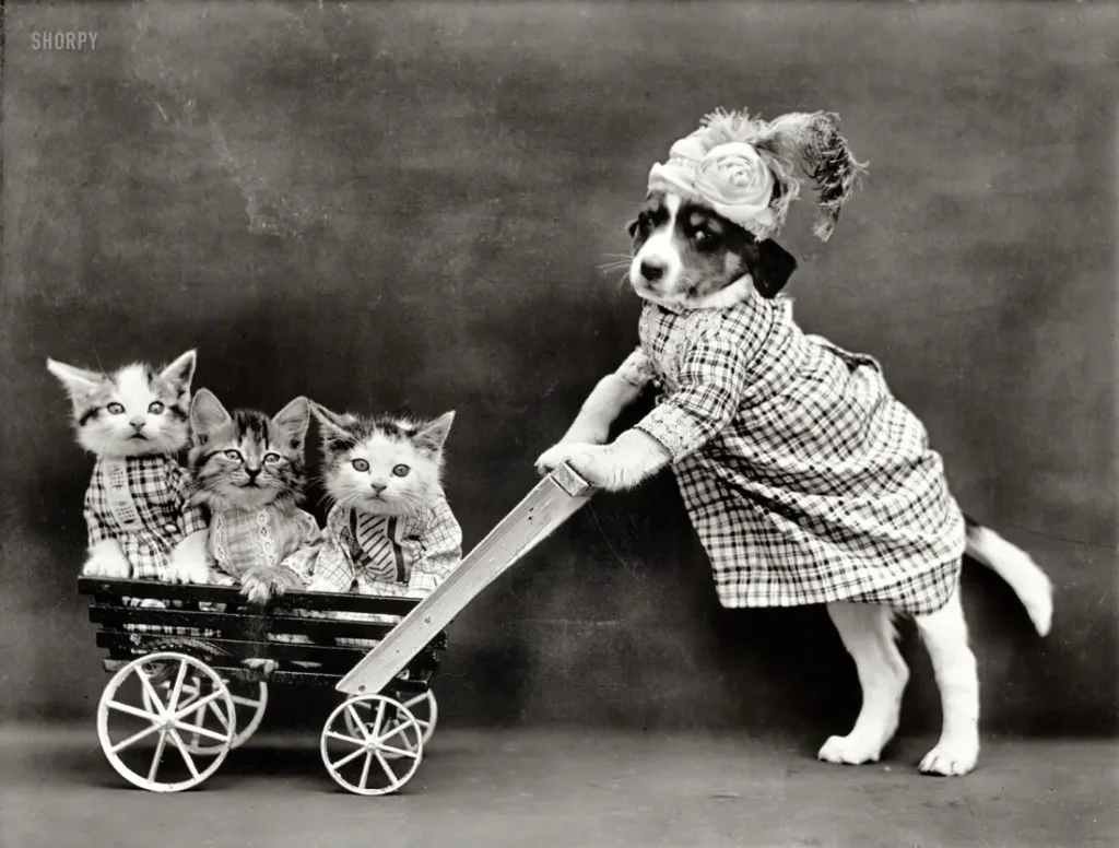 Vintage dog and cats photograph