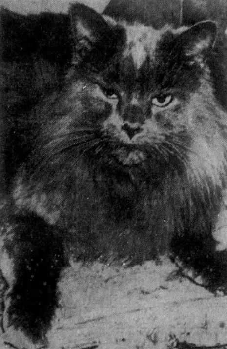 Johnny, the fancy feline of 62 Montague Street, Brooklyn Heights, 1930s