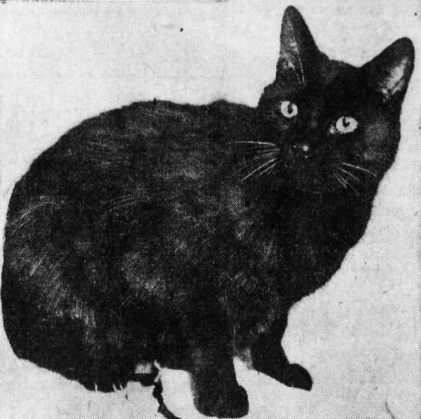 Snooky Bandbox the cat of 154 Montague Street