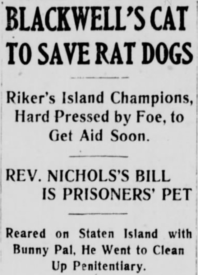 Rikers Island to get Cat, 1915
