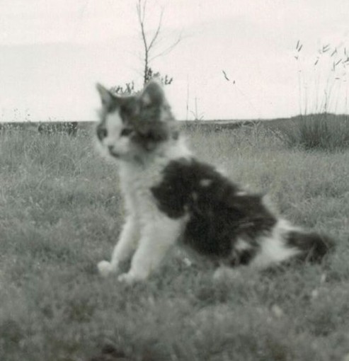 Vintage black and white kitten